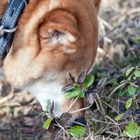 Понюхать весну :: Валерий Иванович