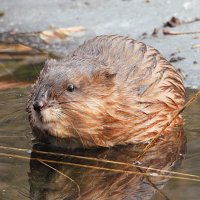 Ондатра :: Лина 