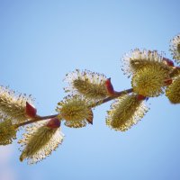 Пробуждение природы ... :: Ravile 