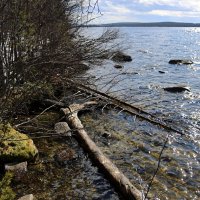 Весеннее Пинозеро :: Ольга 