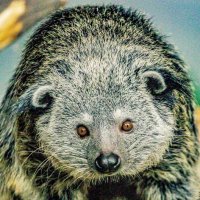 БИНТУРОНГ :: Аркадий Лаптенко