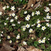 Ветреница :: Рита Симонова