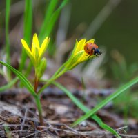 Пора пробуждений и обновлений :: Наталья Димова