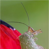 Какой-то кузнечик :: Александр Григорьев Какой-то кузнечик :: Александр Григорьев