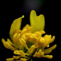 Драматический этюд ) :: Tina Kott