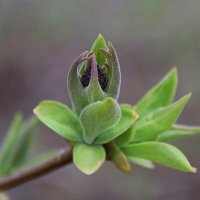 Весенний балет :: Tina Kott