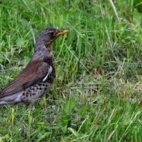 Дрозд - красавец :: Олег 