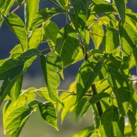 Краски лета. Свет и цвет. :: Алексей Трухин