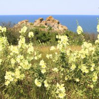 Мальва :: Геннадий Валеев Мальва :: Геннадий Валеев