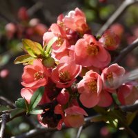 Японская айва :: Валентин Семчишин Японская айва :: Валентин Семчишин