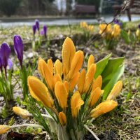 Весна в парке :: Александр Конов Весна в парке :: Александр Конов