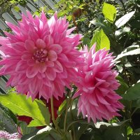 Георгины :: Freddy 97