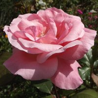 Роза :: Freddy 97