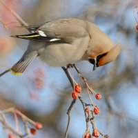 Свиристель :: Виктор Иванович Чернюк