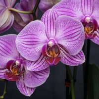 Любимые цветы :: МАРИЯ ПОПОВА