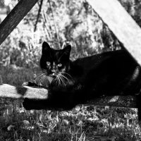 Кошка :: Mariya Zazerkalnaya