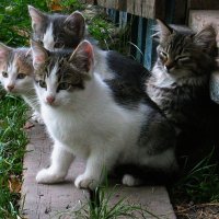 Дикие  котята :: Владимир Гришин