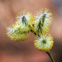 Пробуждение. :: Анатолий. Chesnavik. Пробуждение. :: Анатолий. Chesnavik.