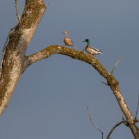 дозор :: vladimir 