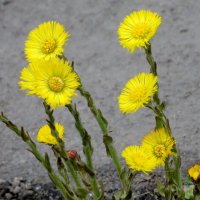 Цветы на осфальте :: Александр Чеботарь