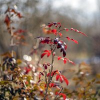 Куст в боке :: sorovey Sol