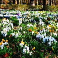 Цветение первоцветов в парке :: Aida10 