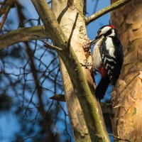 Большой пестрый. :: Андрей Андрианов