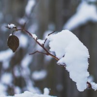 *** :: Андрей Андрианов