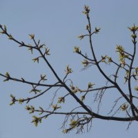 "Всего и надо, что вглядеться..." Ю.Левитанский :: Syntaxist (Светлана)