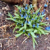 Пролески :: Veera V Пролески :: Veera V