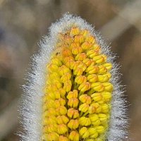 Верба :: Михаил Свиденцов