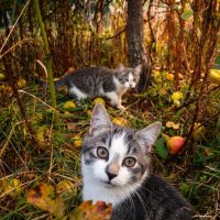 Коты в саду :: Лилия 