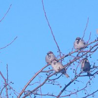 На весеннем солнце. :: сергей ермошкин