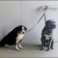 Встреча у магазина :: Ольга Довженко