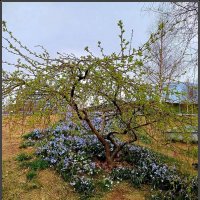 Пробуждение :: Ольга Довженко Пробуждение :: Ольга Довженко