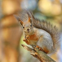 загадочный вид ... :: Andrey Bragin 