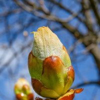 Пробуждение природы ... :: Ravile 