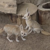 Фенёки :: <<< Наташа >>>