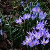 Крокусы :: Рита Симонова