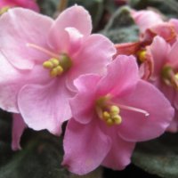 Нежность :: Елена Семигина Нежность :: Елена Семигина