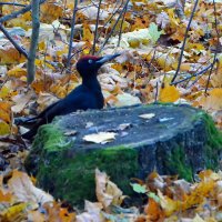 Желна (чёрный дятел) :: Олег 