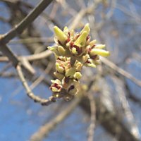 ВЕСЕННЕЕ :: Елена Семигина