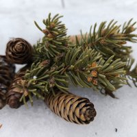 Чьи в лесу шишки :: Anna Ivanova