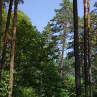 Лесная тропинка :: Олег Подлесных Лесная тропинка :: Олег Подлесных