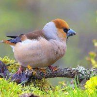 ... :: Вячеслав Минаев