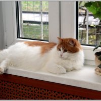 Марсик :: Владимир Попов