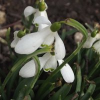 Подснежники :: Freddy 97