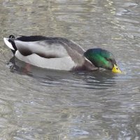 Селезень :: Freddy 97