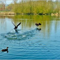 НА ОЗЕРЕ... :: Elvira E. 