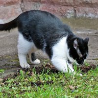 Закапываем свои безобразия... :: Светлана Закапываем свои безобразия... :: Светлана